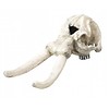 Skull Elephant