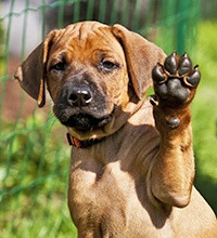 Pootverzorging Hond