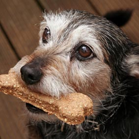Hondensnacks