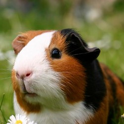 Cavia Kooi