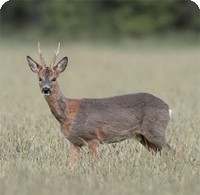 Wildfolder