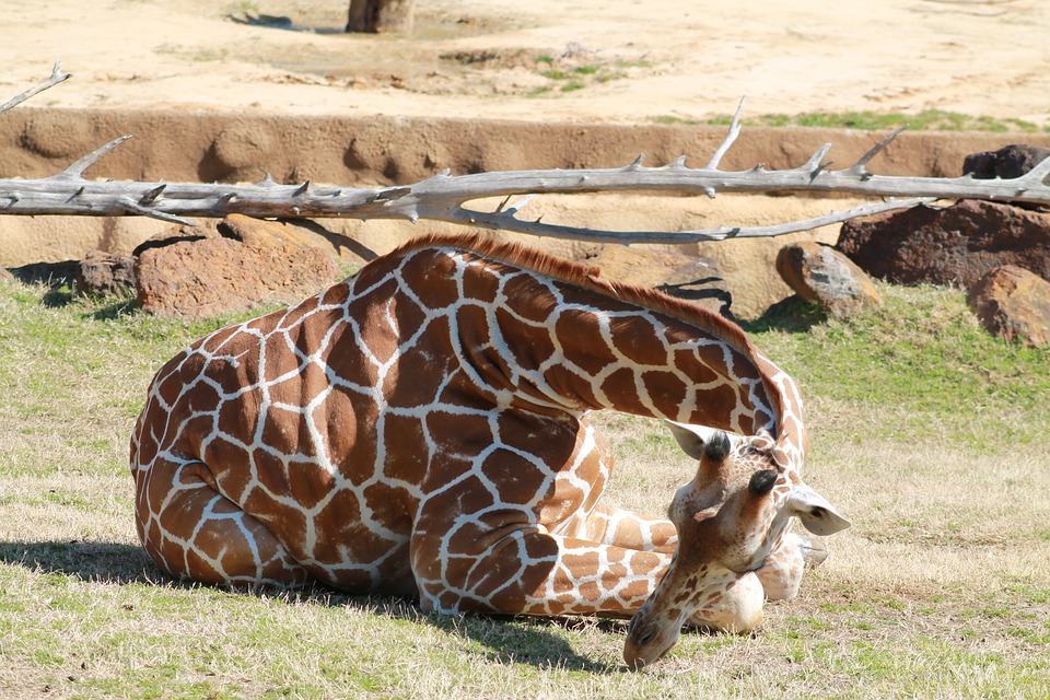 slapende giraffe