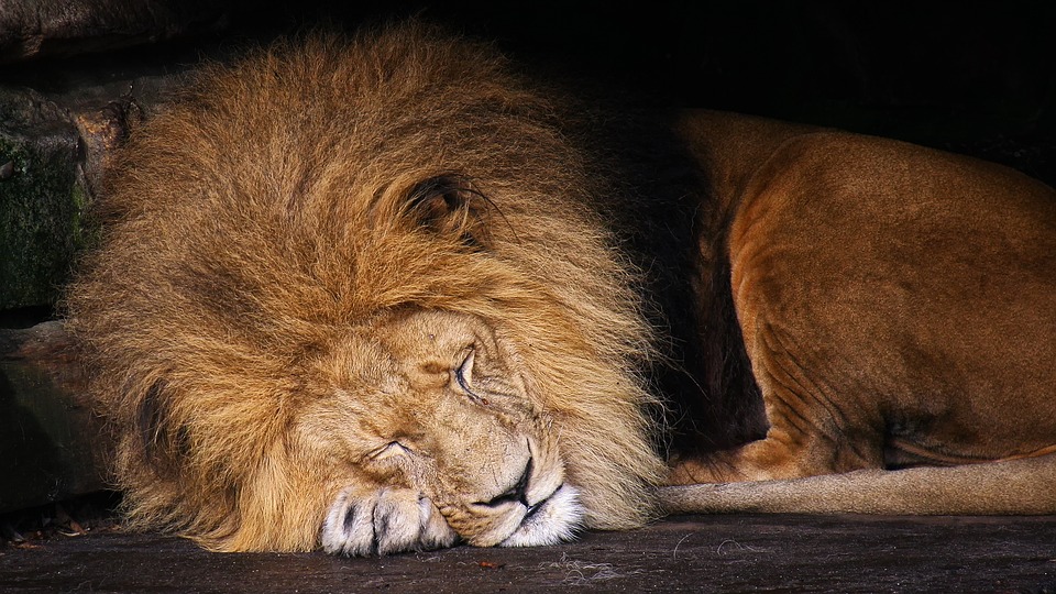Slapende leeuw