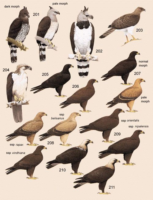 handbook of the birds of the world
