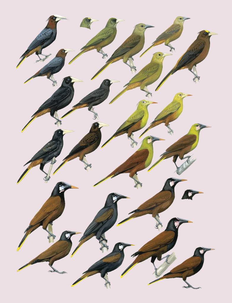 handbook of the birds of the world 16 handbook of the birds of the world 16