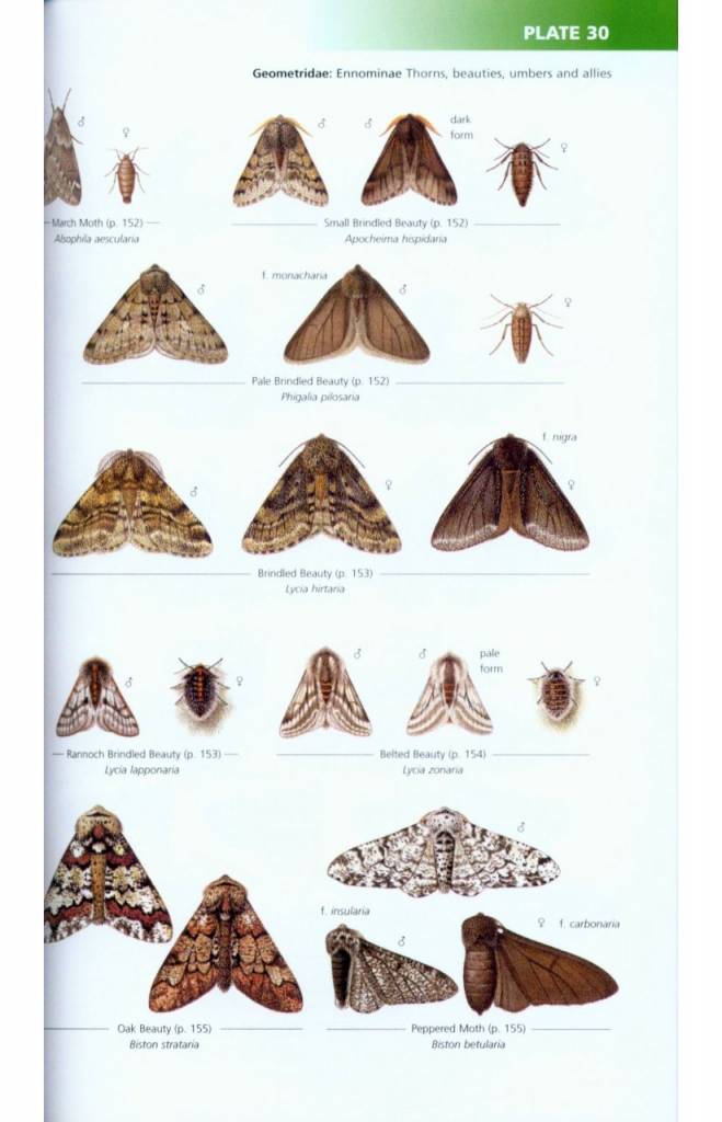 British Moths Identification Chart