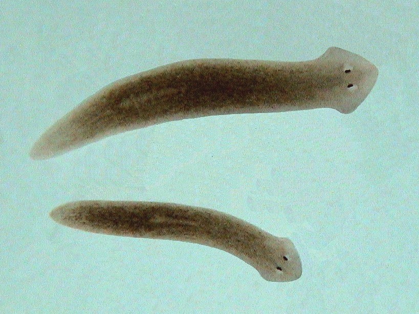 planaria bestrijding