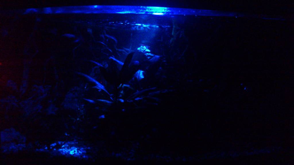 aquael aquael led moonlight