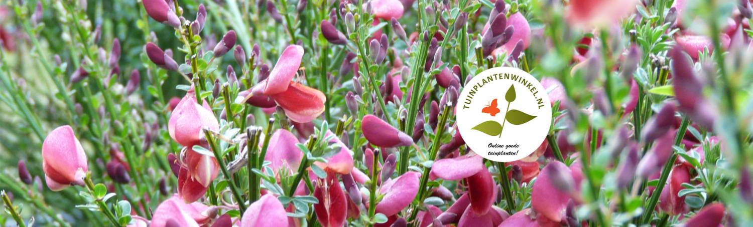 Onze vernieuwde tuinplantenwinkel