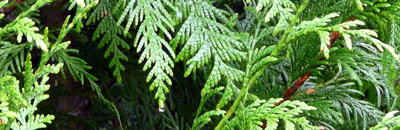 Haagconiferen online kopen bij tuinplantenwinkel
