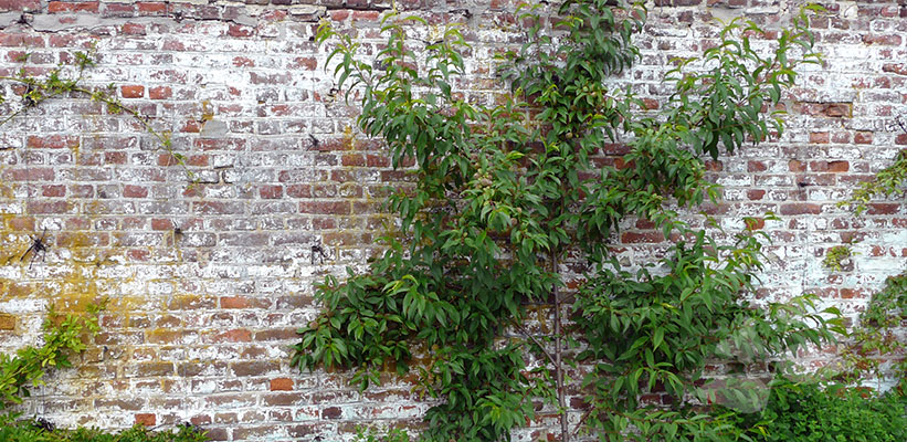 Fruitbomen online kopen bij tuinplantenwinkel Tuinplantenwinkel.nl