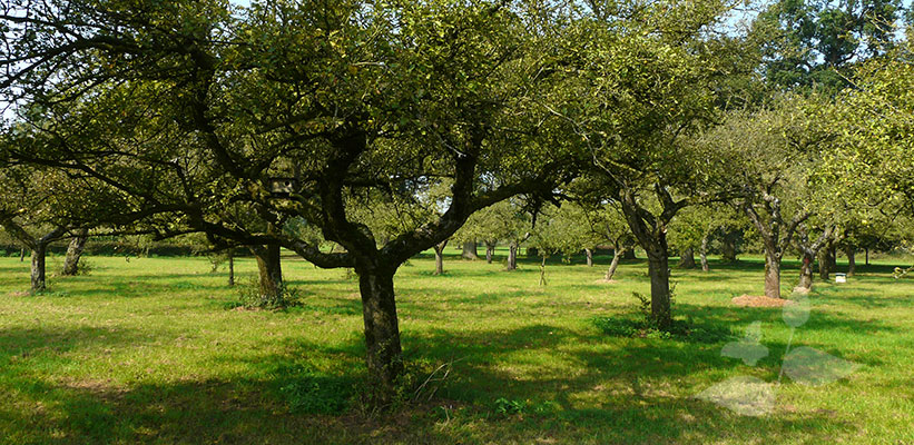 Halfstam fruitbomen kopen