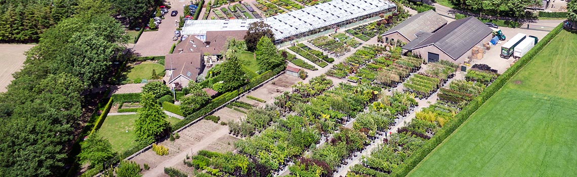 Grote voorraad leibomen in ons planten- en bomencentrum te Knegsel