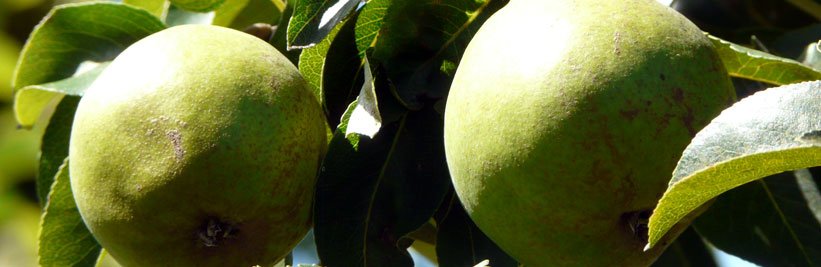 Patio fruitbomen