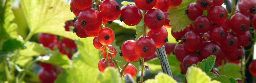 Kleinfruit in uw tuin