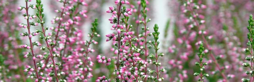 Extra lang kleur met de Calluna ‘Beauty Ladies’