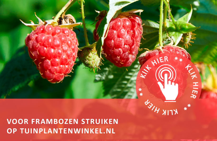 Frambozen Uit Eigen Tuin Tuinplantenwinkel Nl Tuinplantenwinkel Nl