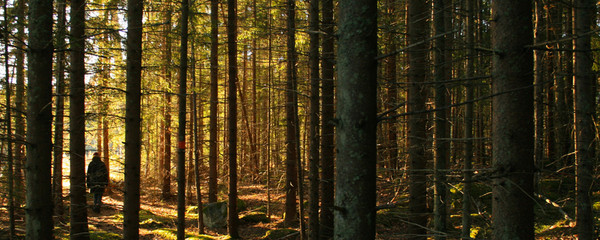 Bewoodz Holzsonnenbrillen - Sonnenbrillen aus Holz