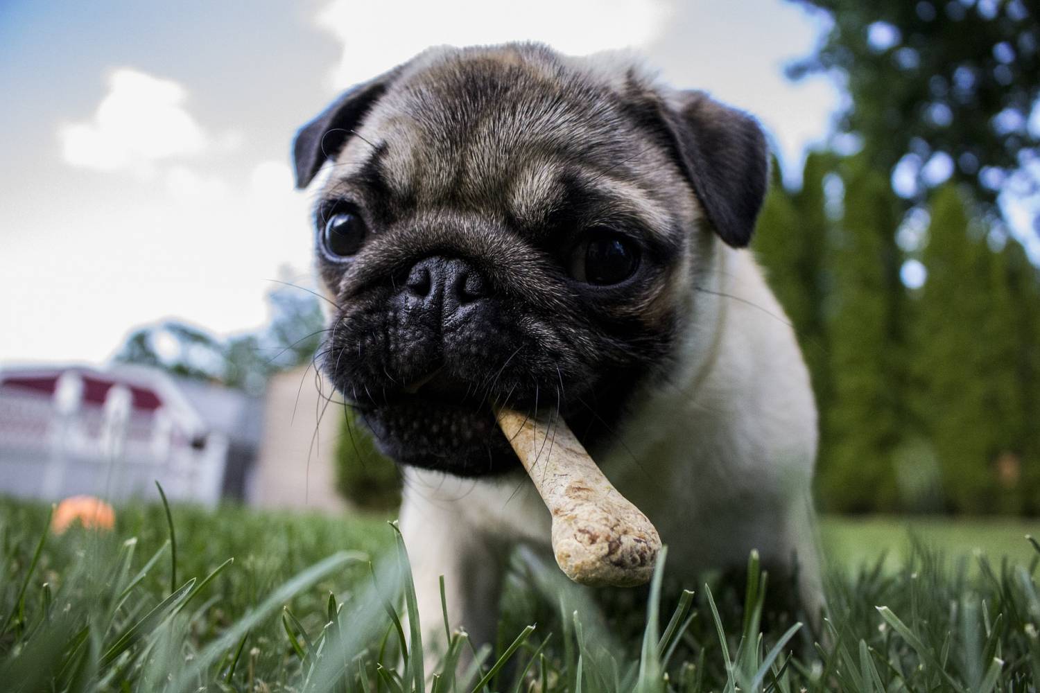 Welk voer past het best bij jouw hond?