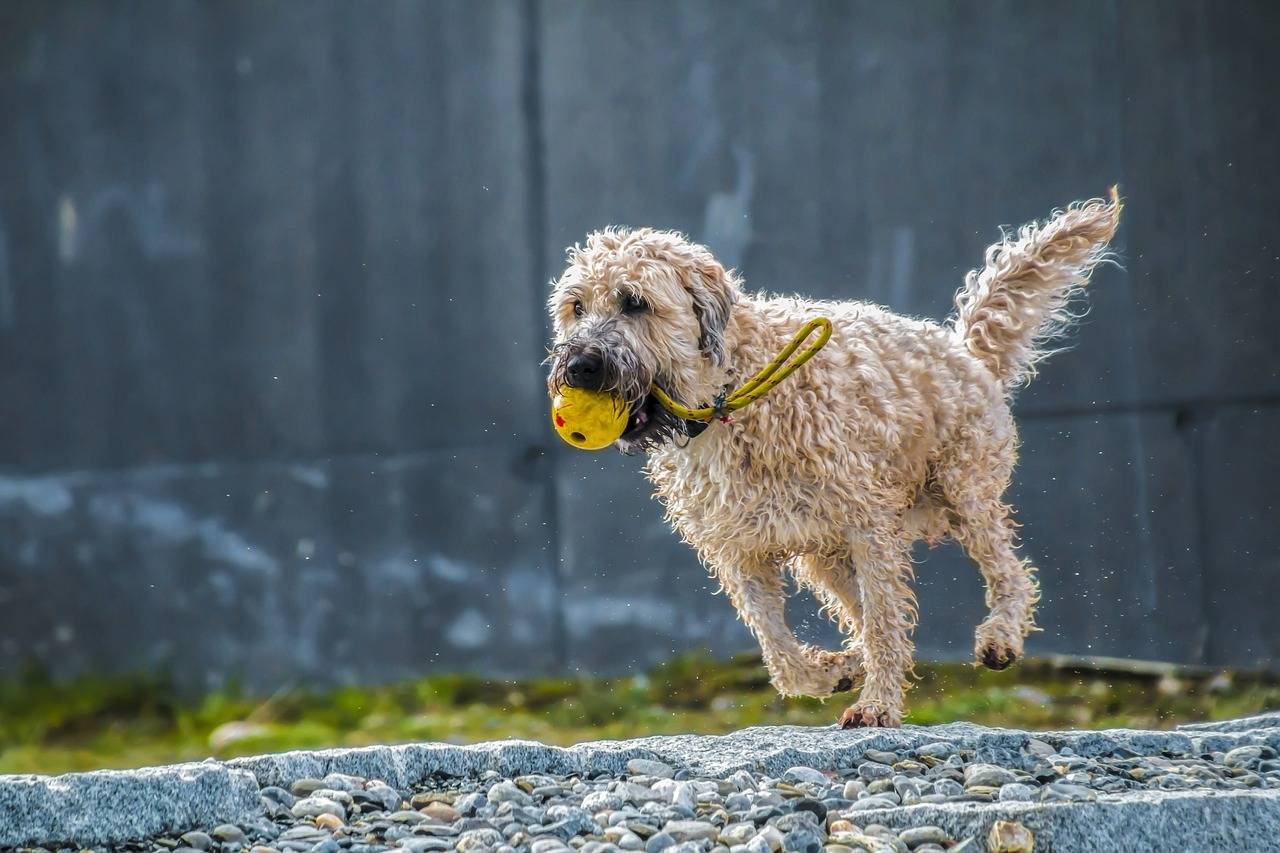 Zo houd je de gewrichten van je hond gezond!
