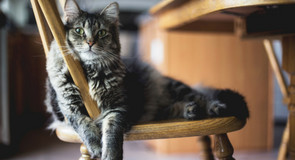 Ook je kat leer je trucjes op deze manier!
