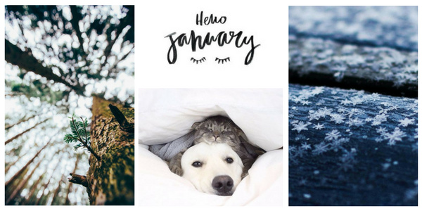 Fleas in winter