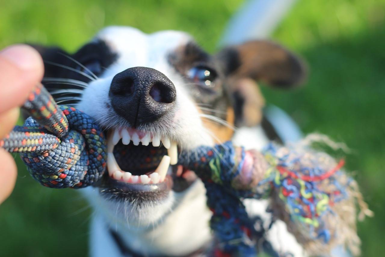 Dental Care Dog and Cat