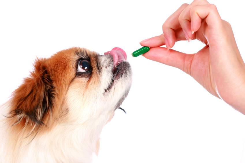 Hoe moet ik tabletten, spray en spot-on producten toedienen?