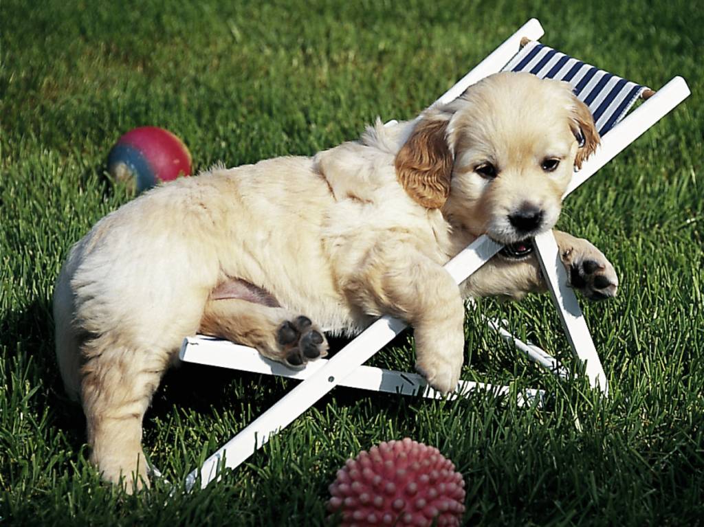 golden retriever items ravensburger golden retriever 500 stukjes puzzels123 golden retriever items ravensburger golden retriever 500 stukjes puzzels123
