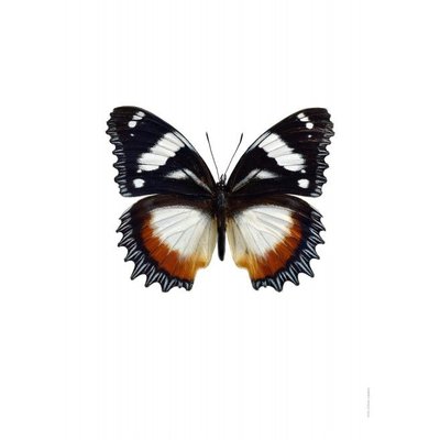 Liljebergs Hypolimnas Dexithea