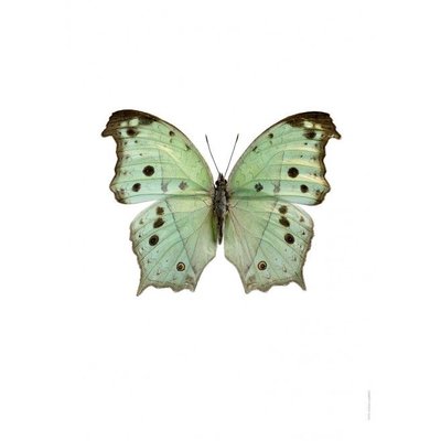 Liljebergs Salamis Parhassus, Green