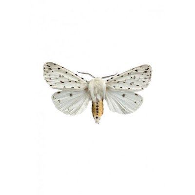 Liljebergs Spilosoma Lubricipeda