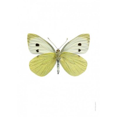 Liljebergs Pieris Brassicae