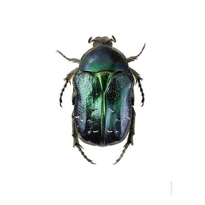 Liljebergs Cetonia Aurata