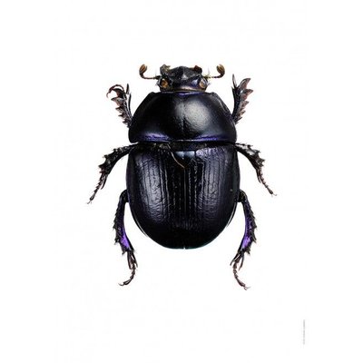 Liljebergs Anoplotrupes Stercorosus