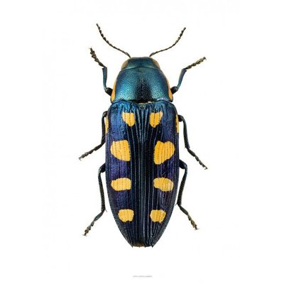 Liljebergs Buprestis Octoguttata