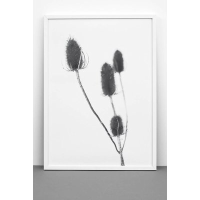 One must dash Poster Thistle