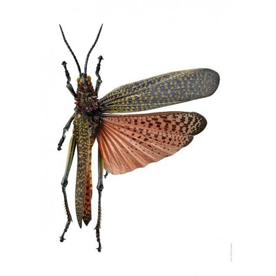 Liljebergs Liljebergs Phymateus saxosus