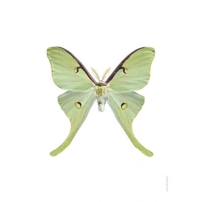 Liljebergs Liljebergs Actias Luna