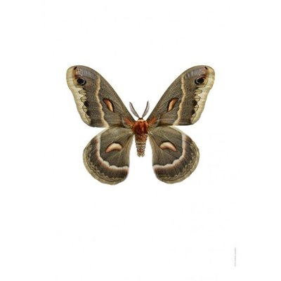 Liljebergs Liljebergs Hylophora cecropia