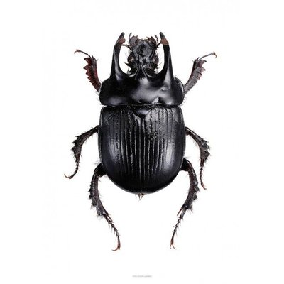 Liljebergs Liljebergs Thyphaeus Tyohoeus