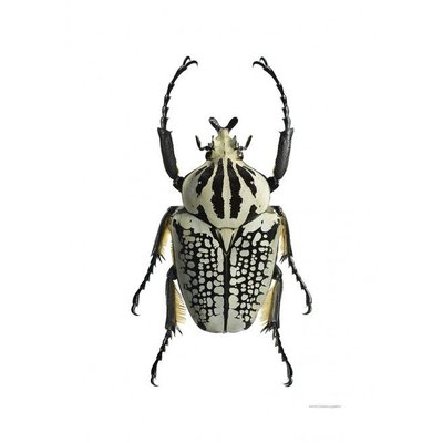 Liljebergs Liljebergs Goliathus Orientalis