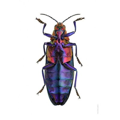 Liljebergs Liljebergs Chrysochroa Buqueti Rugicollis, underside