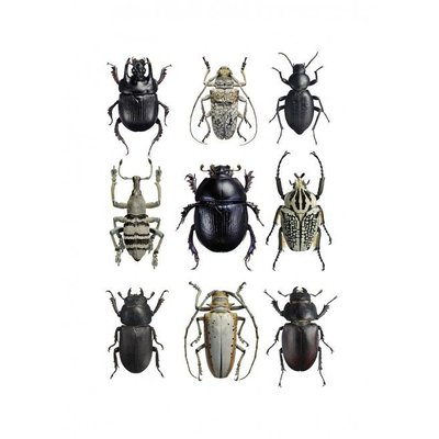 Liljebergs Liljebergs Beetles Black & White