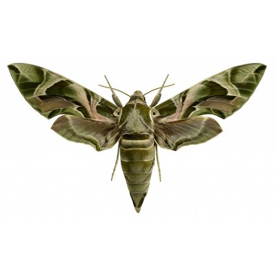 Liljebergs Liljebergs Daphnis nerii - klein