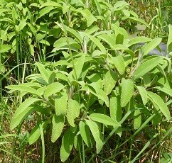 Salbei, Salvia officinalis