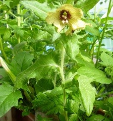 Bilsenkraut räuchern?