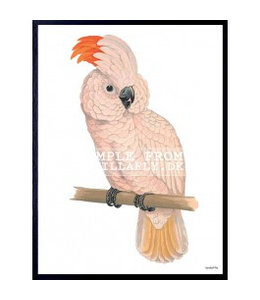 Vanilla Fly Poster | PINK PARROT | 30x40
