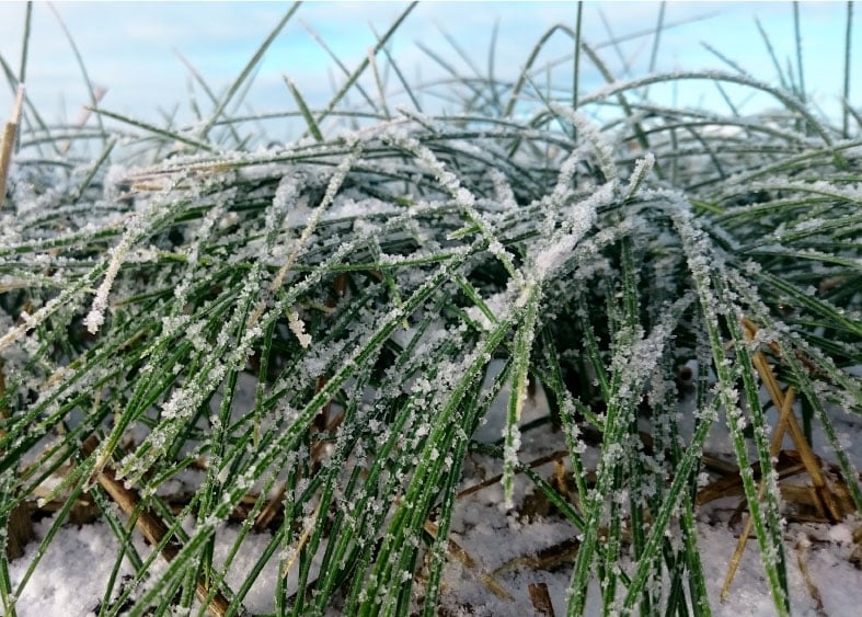 Crocus Sativus crop covered with ice