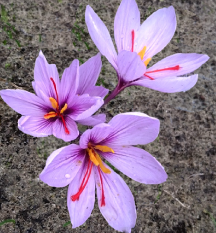 Crocus Sativus en fleurs